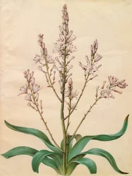 Asphodelus ramosus